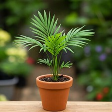 Rare palm tree for sale  Miami
