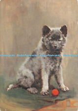 R383145 keeshond dog for sale  WARLINGHAM