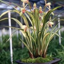 Cymbidium ensifolium champion for sale  Fullerton
