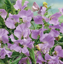 Sweet pea royal for sale  Sevierville