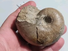 Nautile cenoceras d'occasion  Sessenheim