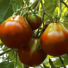 Black truffle tomato for sale  Berwyn