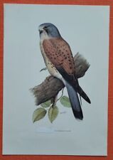 Turmfalke falco tinnunculus gebraucht kaufen  Lauenburg/ Elbe