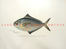 Butterfish dollarfish shiner for sale  New Providence