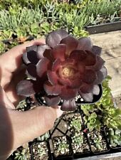 Black rose deep for sale  Garden Grove