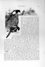 Old antique print for sale  UK