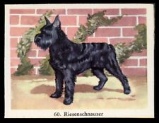 Giant schnauzer german for sale  UK