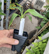 Mekong giant banana for sale  San Diego