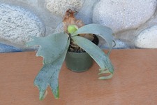 Rare platycerium willinckii for sale  Roseburg