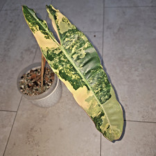 Philodendron billietiae varieg gebraucht kaufen  Köln