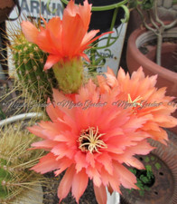 Echinopsis super orange for sale  Glendora
