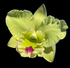 Rare cattleya chief for sale  LONDON
