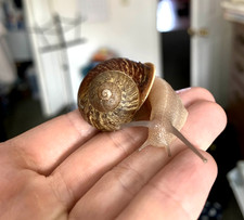 Live garden snail for sale  Eden Prairie