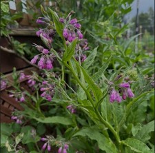 Comfrey bocking roots for sale  ABERYSTWYTH