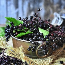 Sambucus nigra sampo d'occasion  Pouzauges