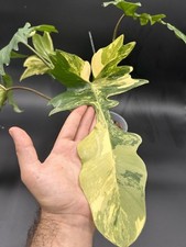 Philodendron florida beauty d'occasion  France