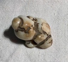 Cane pho giada usato  Parma