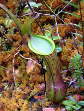 Nepenthes murudensis pianta usato  Italia