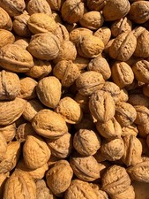 Frische walnüsse nüsse gebraucht kaufen Frische walnüsse nüsse gebraucht kaufen  Kirkel