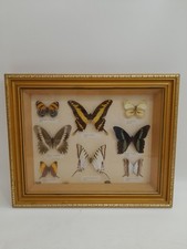 Gold framed display for sale  RADSTOCK