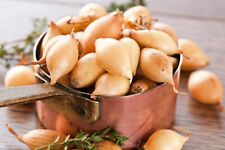 Onion seeds yellow for sale  DEREHAM