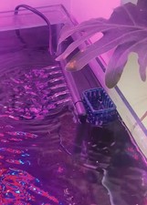 Berflächenskimmer filter aqua gebraucht kaufen  Drochtersen
