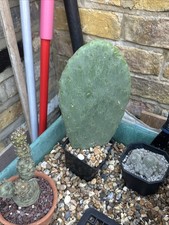 Opuntia cactus 9cm for sale  TWICKENHAM