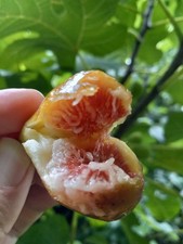 Celeste fig tree for sale  Black Mountain