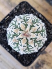 Astrophytum asterias type d'occasion  France