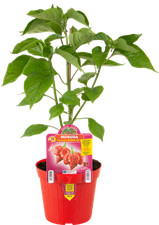 Orto mio peperoncino usato  Italia