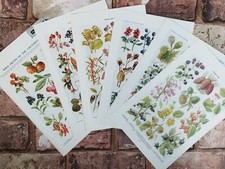Vintage 1950 Flores Silvestres Plantas Frutas Nozes Livro Impressão Fotos Arte de Parede Presente comprar usado  Enviando para Brazil