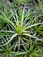 Tillandsia pianta aerea usato  Sant Agata di Militello