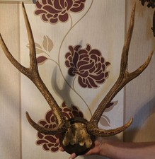 Hirsch wanddeko set gebraucht kaufen Hirsch wanddeko set gebraucht kaufen  Delitzsch