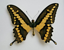 Papilio cresphontes butterfly for sale Papilio cresphontes butterfly for sale  LIVERPOOL