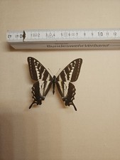 Papilio eurymedon männchen gebraucht kaufen  Halle