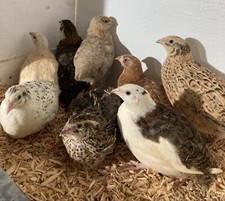 Mixed coturnix quail for sale  LANARK