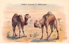 Chromos cor12107 animaux d'occasion  France
