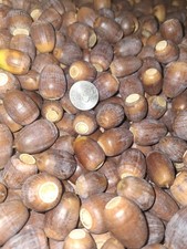 6lbs.white oak acorns. for sale 6lbs.white oak acorns. for sale  Bradford