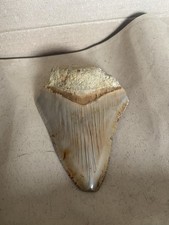 Megalodon tooth for sale  WESTON-SUPER-MARE