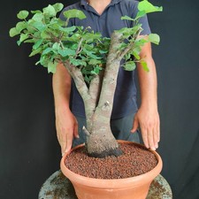 Pre bonsai esemplare usato  San Pancrazio Salentino