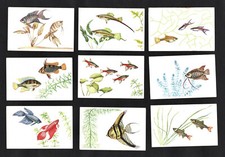 Tropical fish german for sale  BRIDPORT