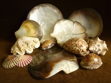 Lot coquillages polynesiens d'occasion  Bandol