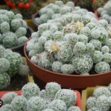 Mammillaria gracilis fragilis for sale  Tucson