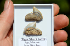 tiger teeth for sale  UK