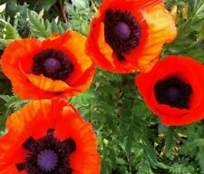 Oriental poppy seeds for sale  Berwyn