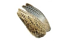 Pair hen pheasant for sale  ALNWICK