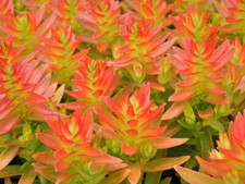 Succulent crassula capitella for sale  Hollister