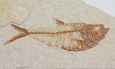 Fisch diplomystus tertiär gebraucht kaufen  Weeze