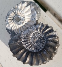 Pyritisierter pleuroceras butt gebraucht kaufen  Rosenberg