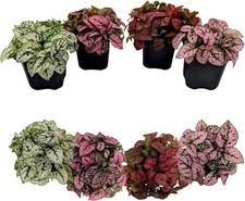Polka dot plant for sale  Apopka